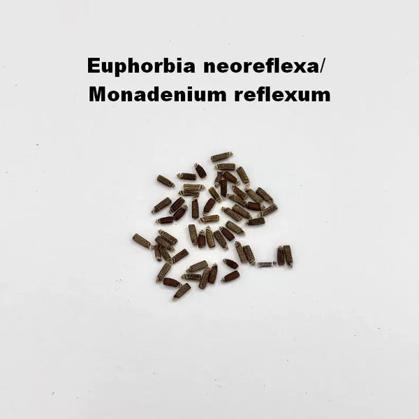 Euphorbia neoreflexa/  Monadenium reflexum Seeds-image-1