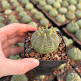 Euphorbia obesa-Euphorbia-W4-5cm-image-2