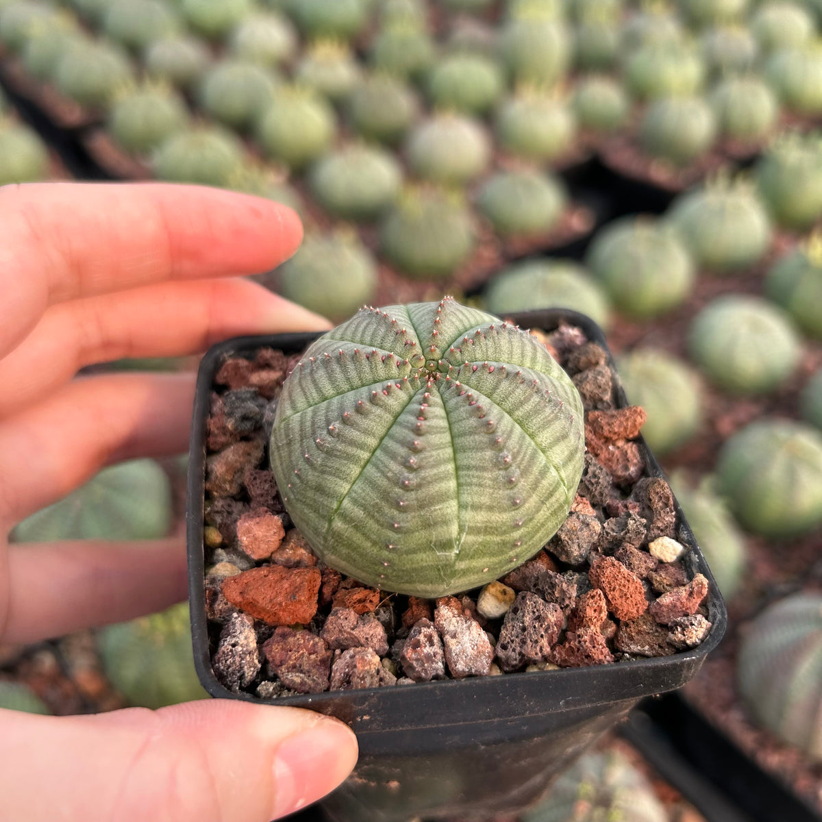 Euphorbia obesa-Euphorbia-W4-5cm-image-3