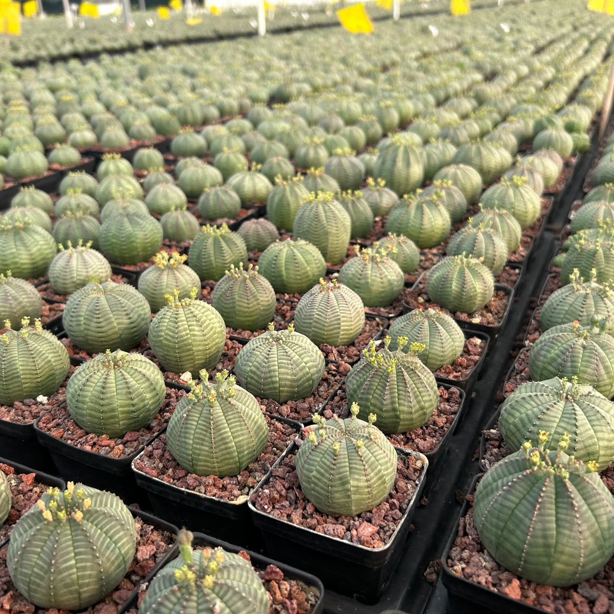 Euphorbia obesa-Euphorbia-W4-5cm-image-6