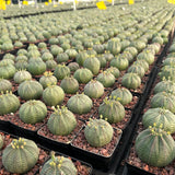 Euphorbia obesa-Euphorbia-W4-5cm-image-6