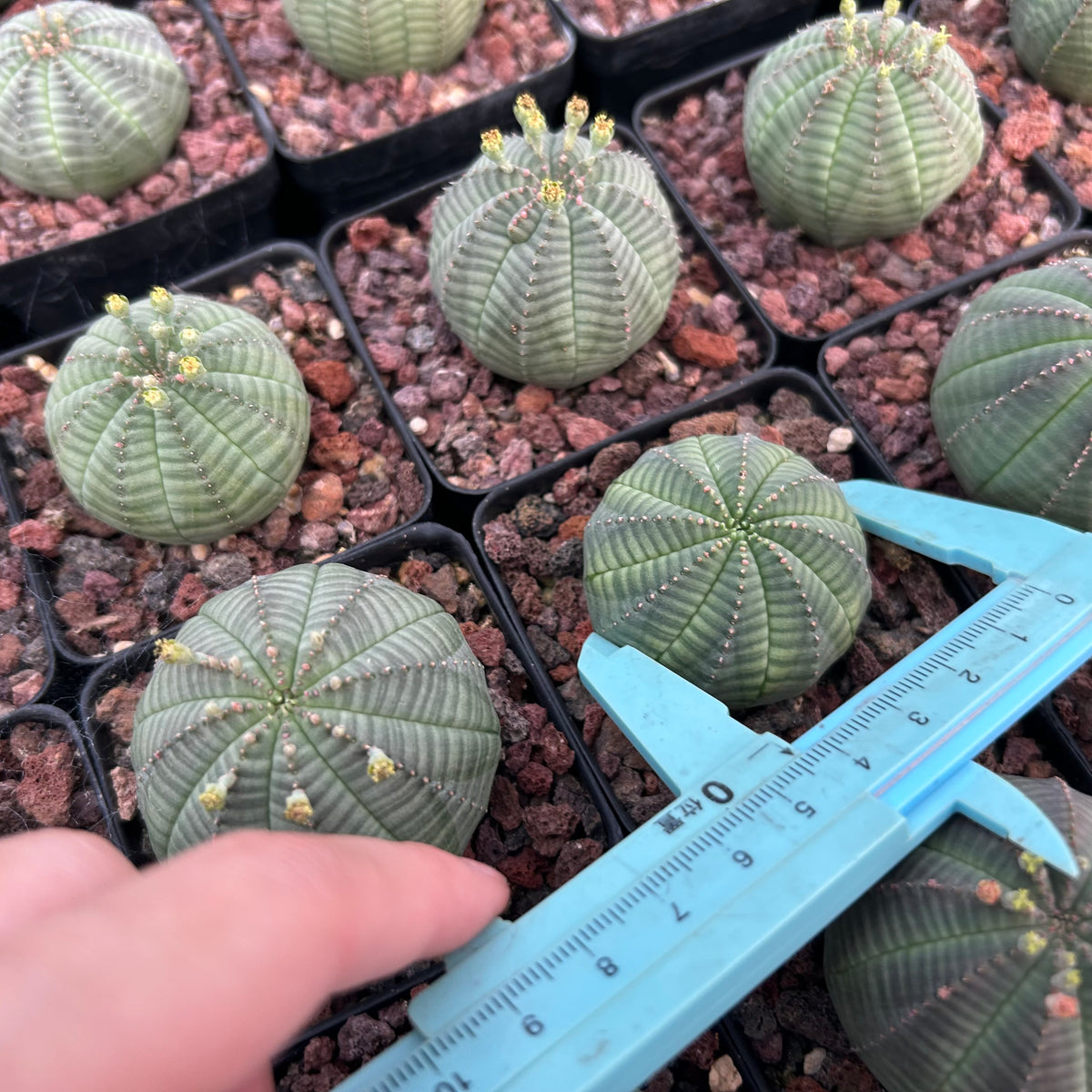 Euphorbia obesa-Euphorbia-W4-5cm-image-5