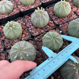 Euphorbia obesa-Euphorbia-W4-5cm-image-5