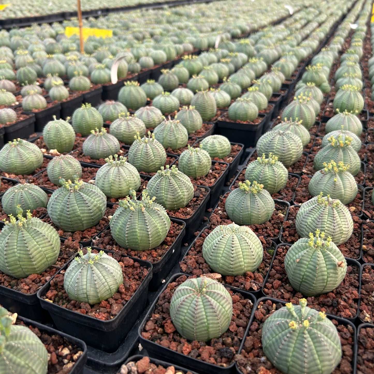 Euphorbia obesa | Seed-grown | W4-5cm