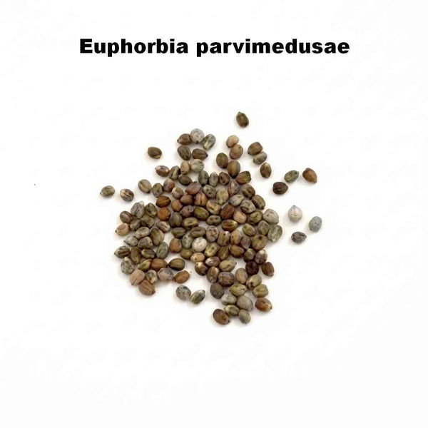 Euphorbia parvimedusae Seeds-image-1