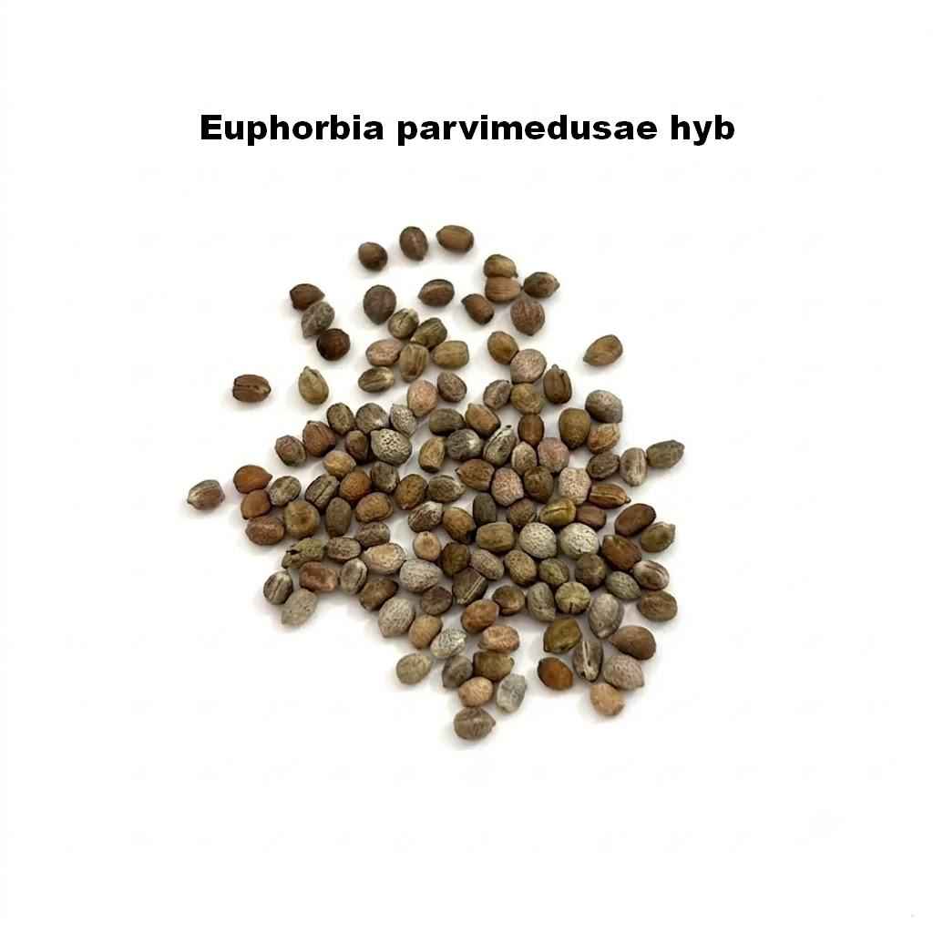 Euphorbia parvimedusae hyb  Seeds