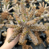 Euphorbia parvimedusae hybrid - BotanicalCollector