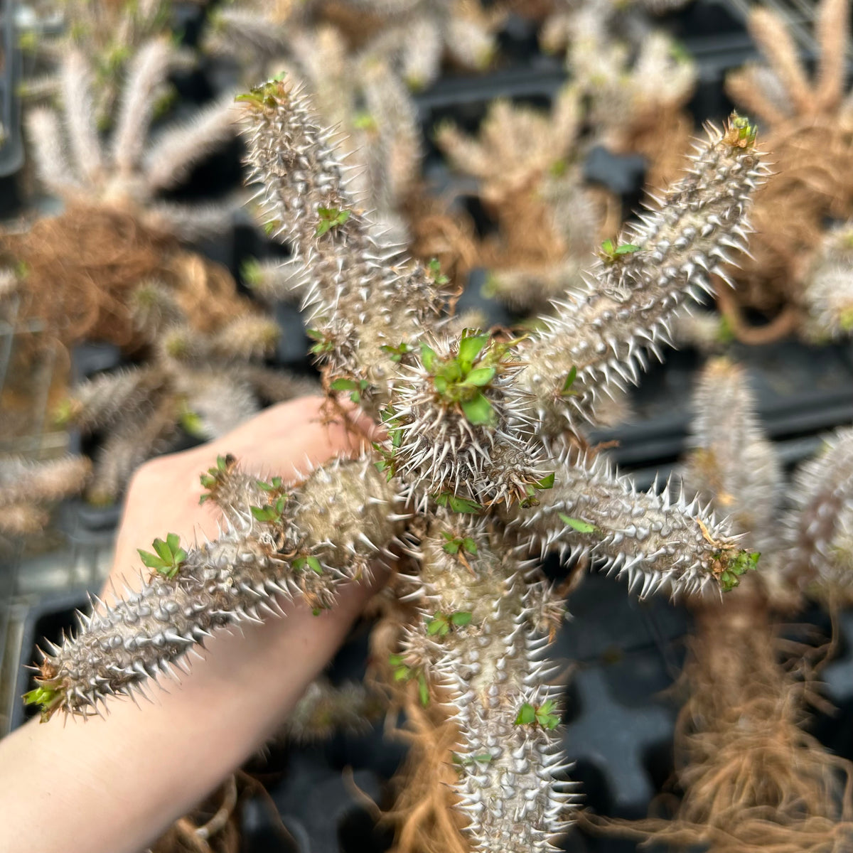Euphorbia parvimedusae hybrid - BotanicalCollector