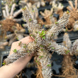 Euphorbia parvimedusae hybrid - BotanicalCollector
