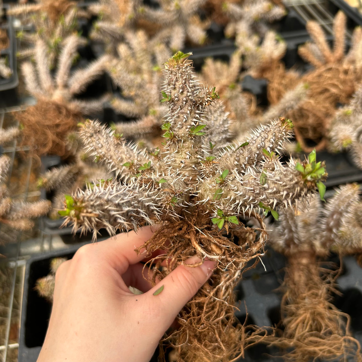 Euphorbia parvimedusae hybrid - BotanicalCollector