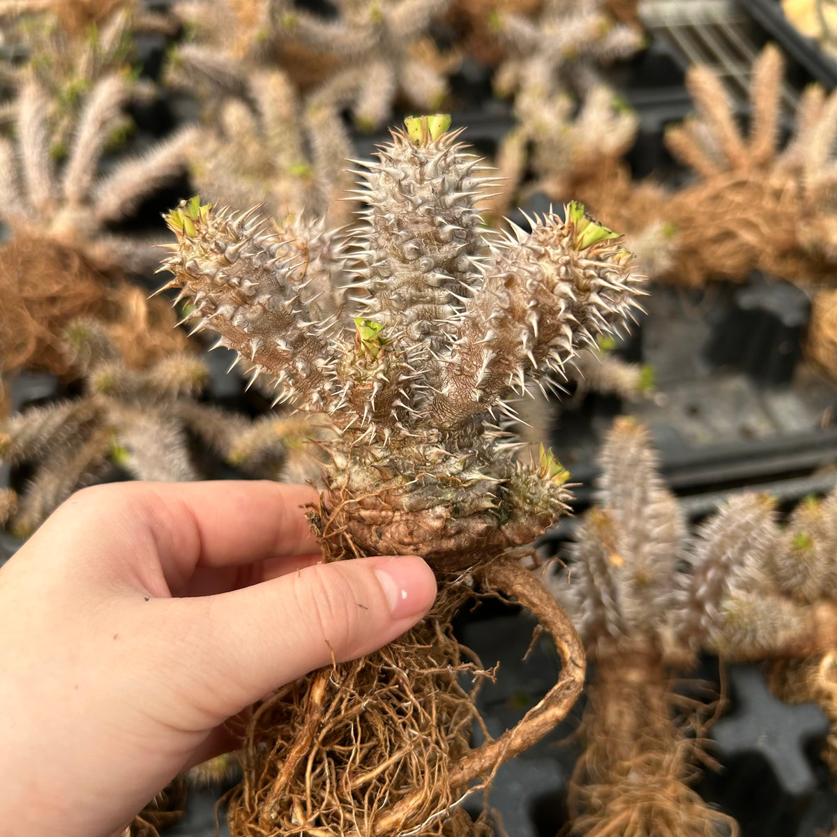 Euphorbia parvimedusae hybrid - BotanicalCollector