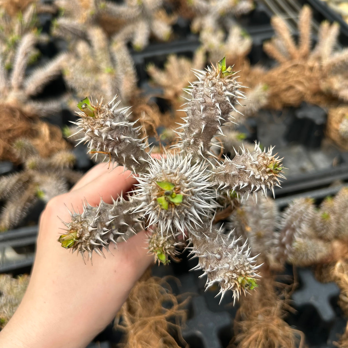 Euphorbia parvimedusae hybrid - BotanicalCollector
