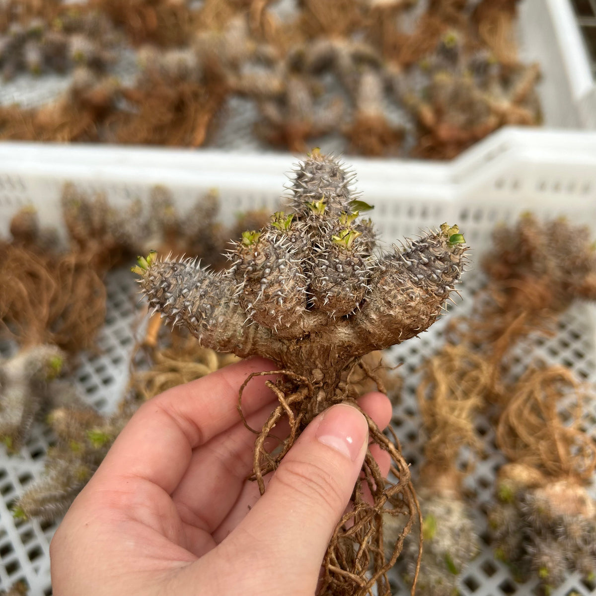 Euphorbia parvimedusae hybrid