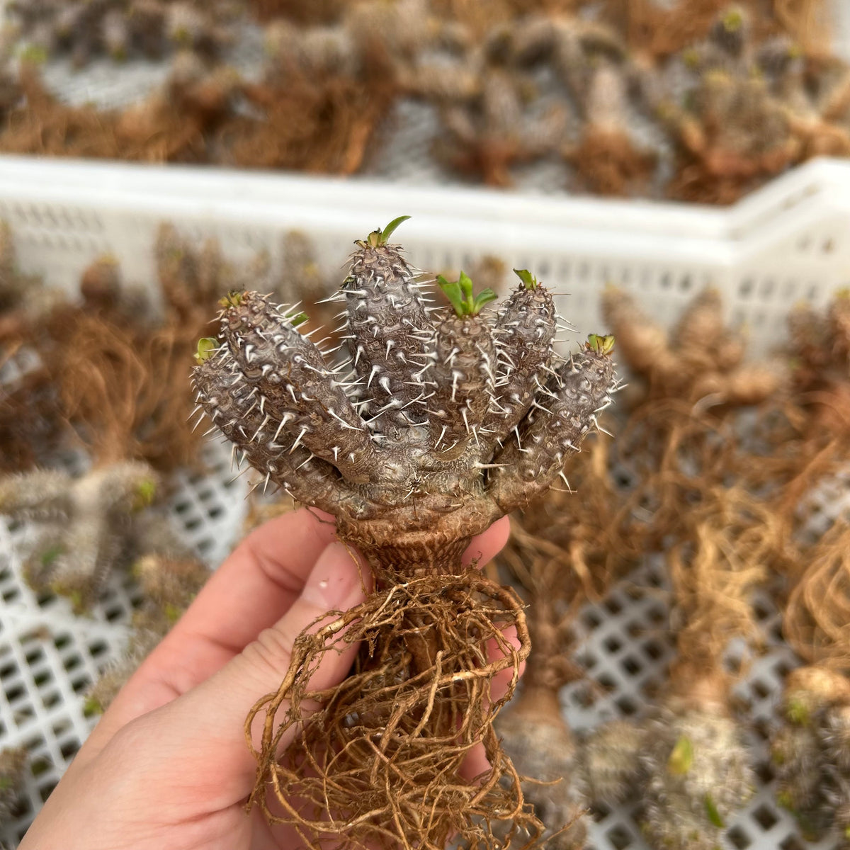 Euphorbia parvimedusae hybrid