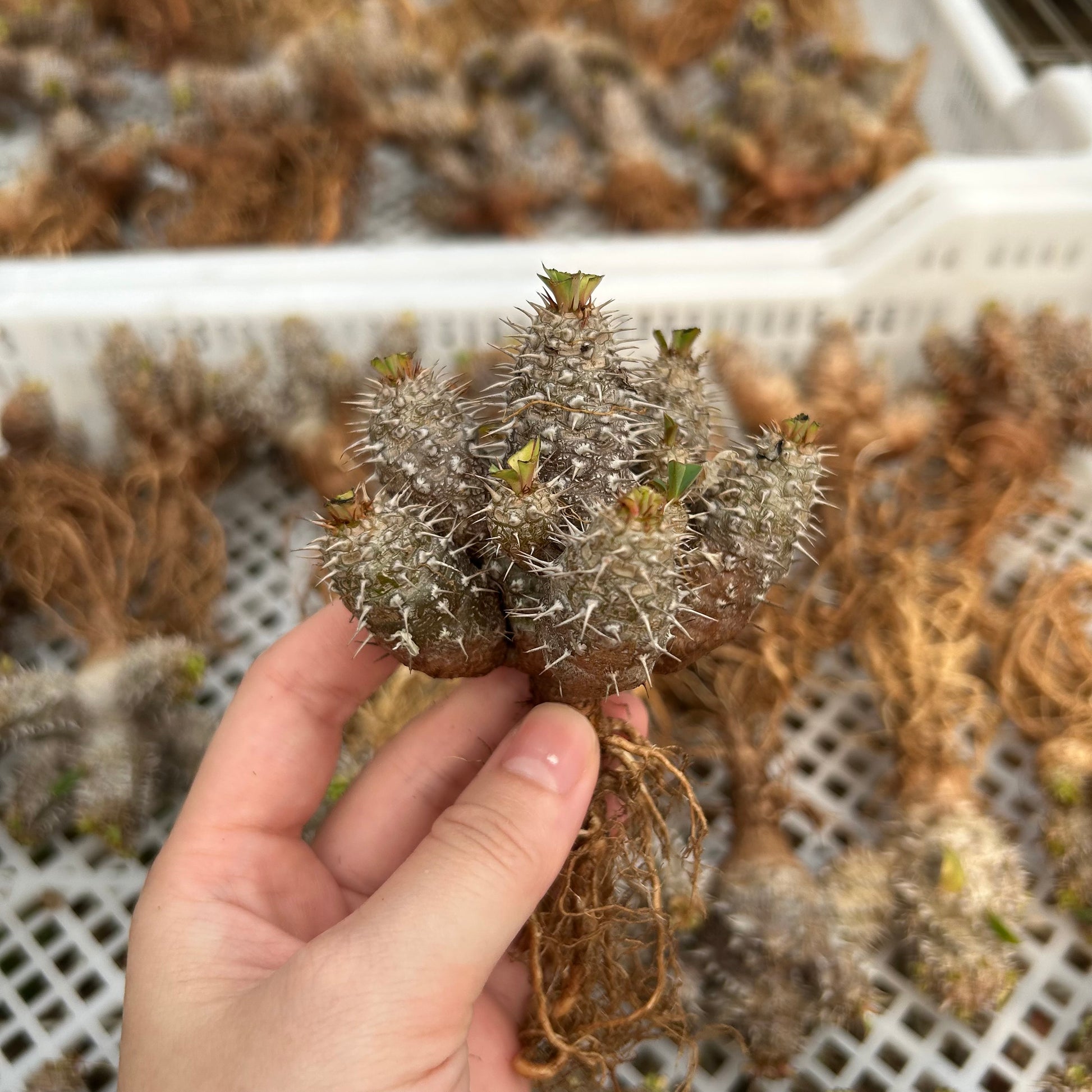 Euphorbia parvimedusae hybrid | Seed-grown | W4-6cm