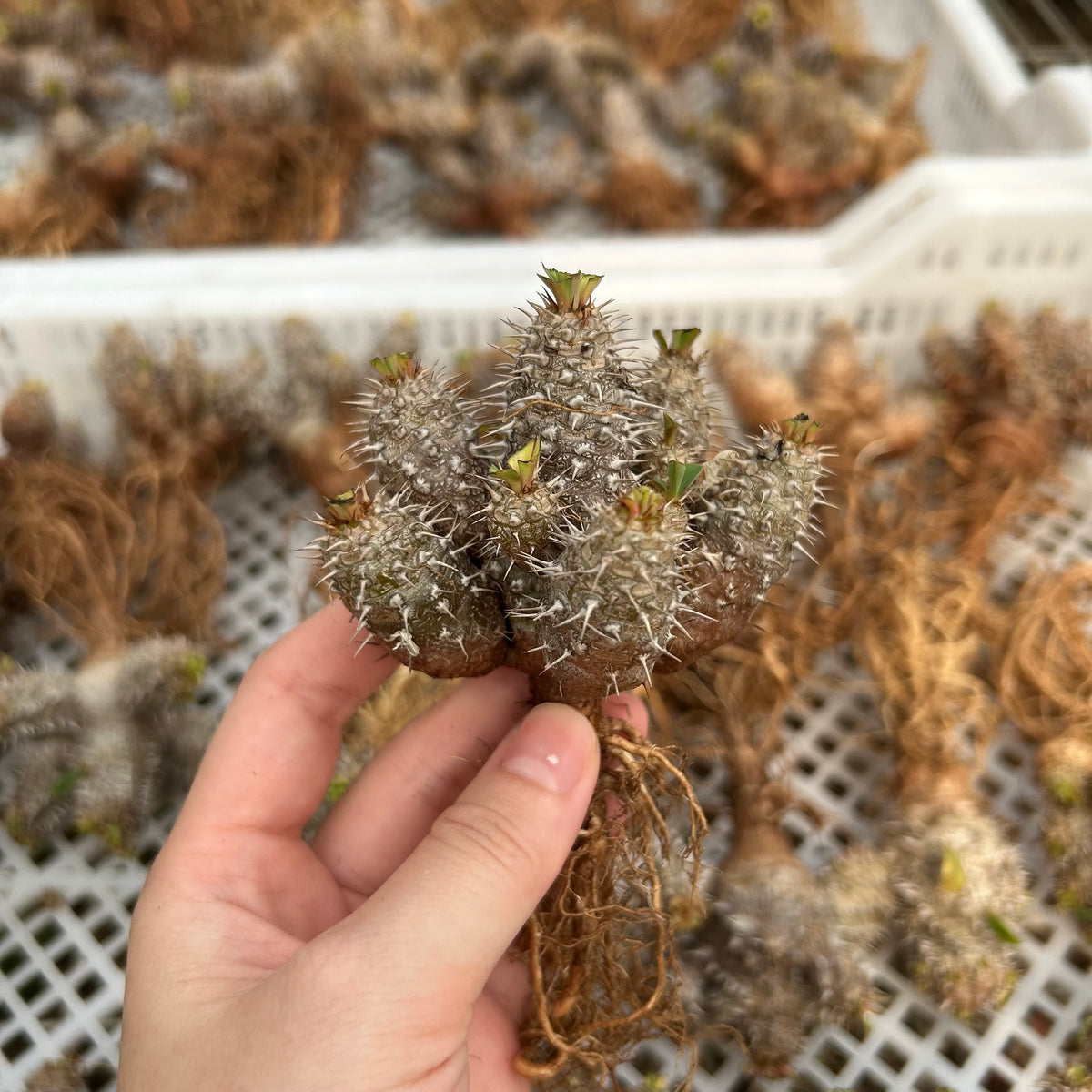 Euphorbia parvimedusae hybrid