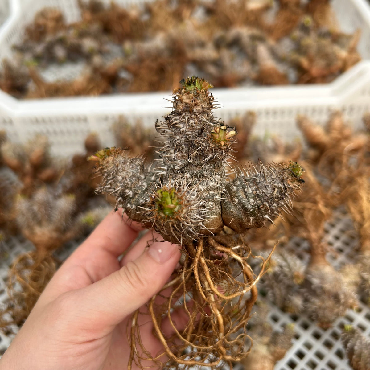 Euphorbia parvimedusae hybrid