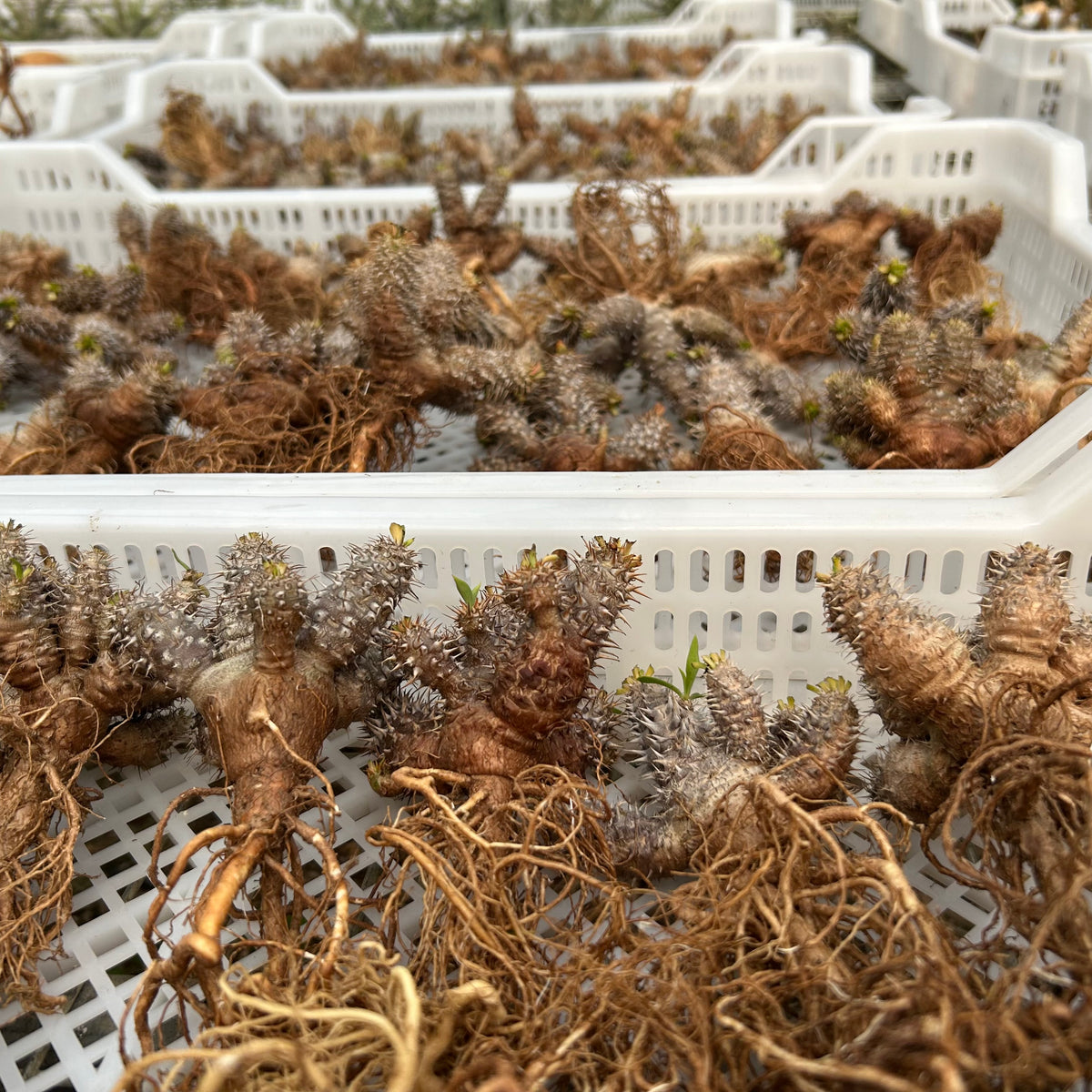Euphorbia parvimedusae hybrid