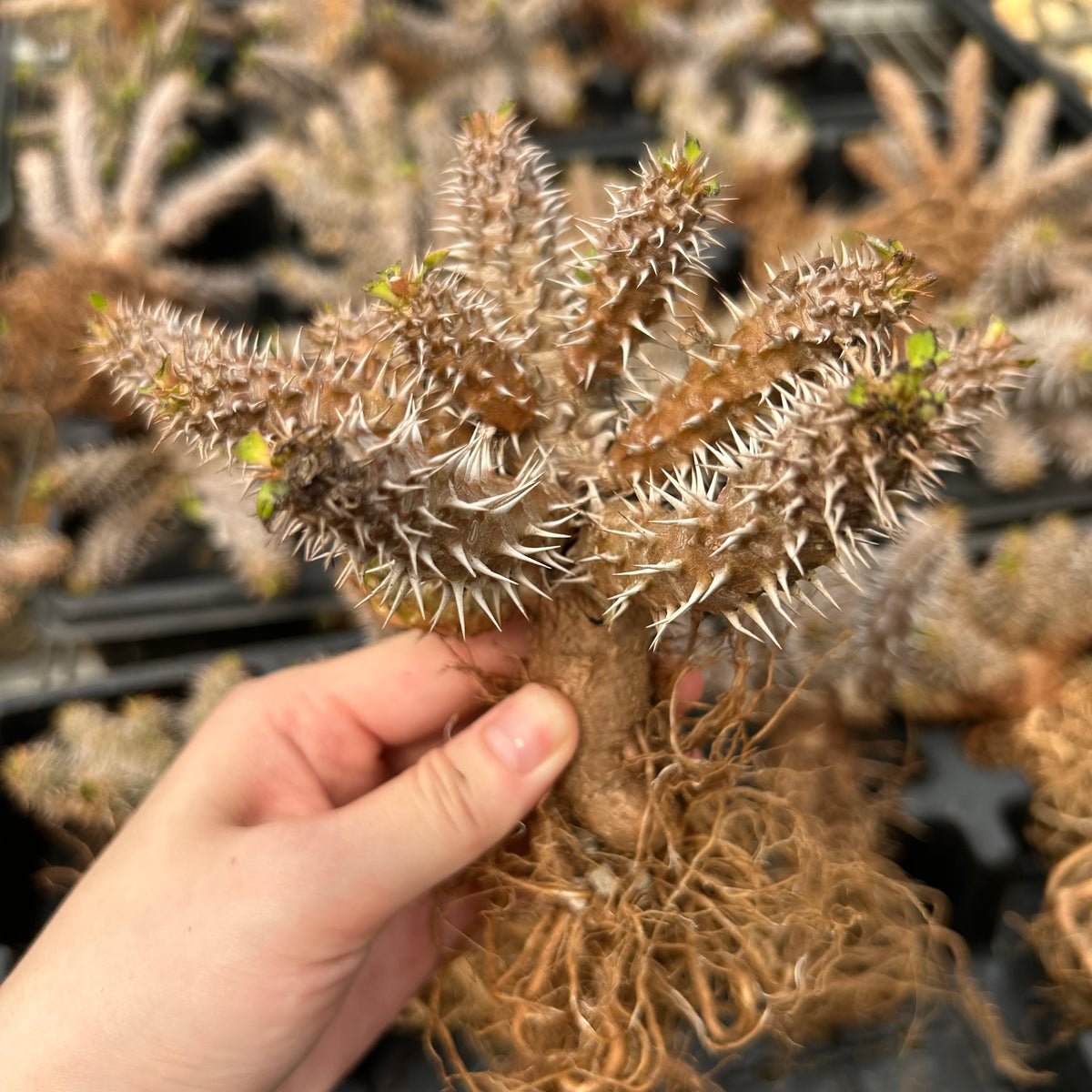 Euphorbia parvimedusae hybrid - BotanicalCollector