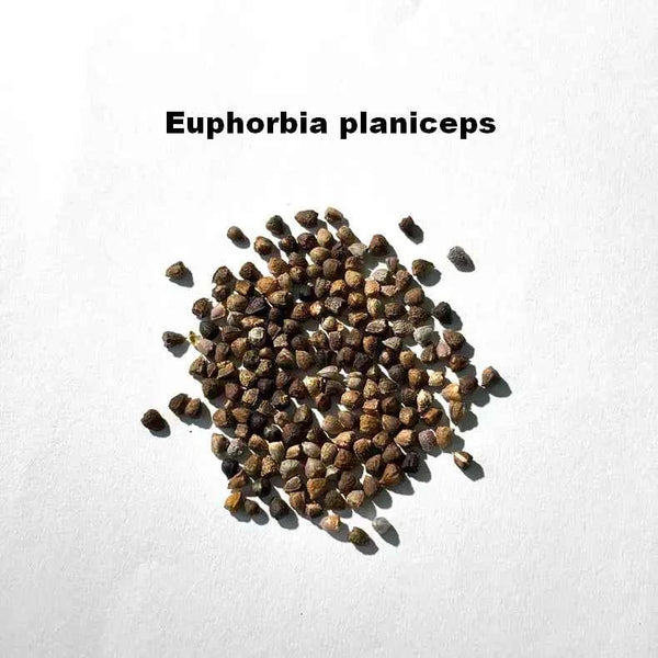 Euphorbia planiceps Seeds-image-1