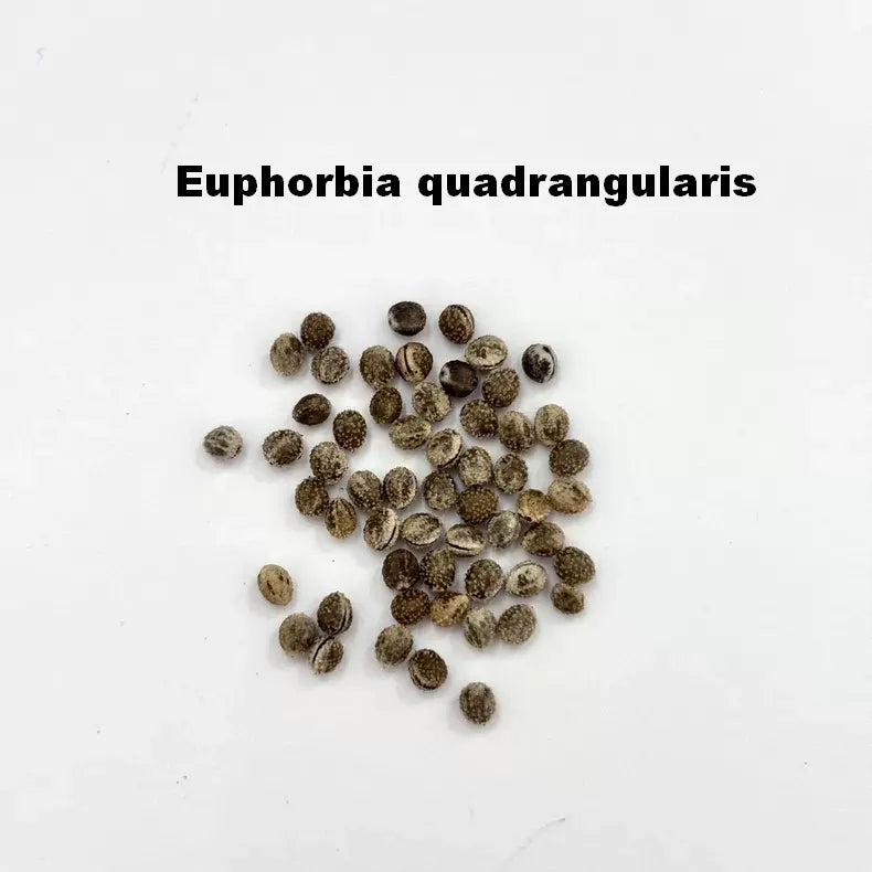 Euphorbia quadrangularis Seeds-image-1