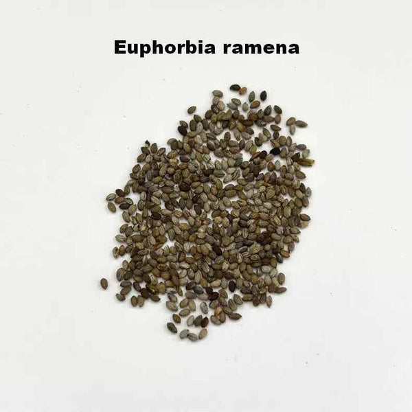 Euphorbia ramena Seeds-image-1