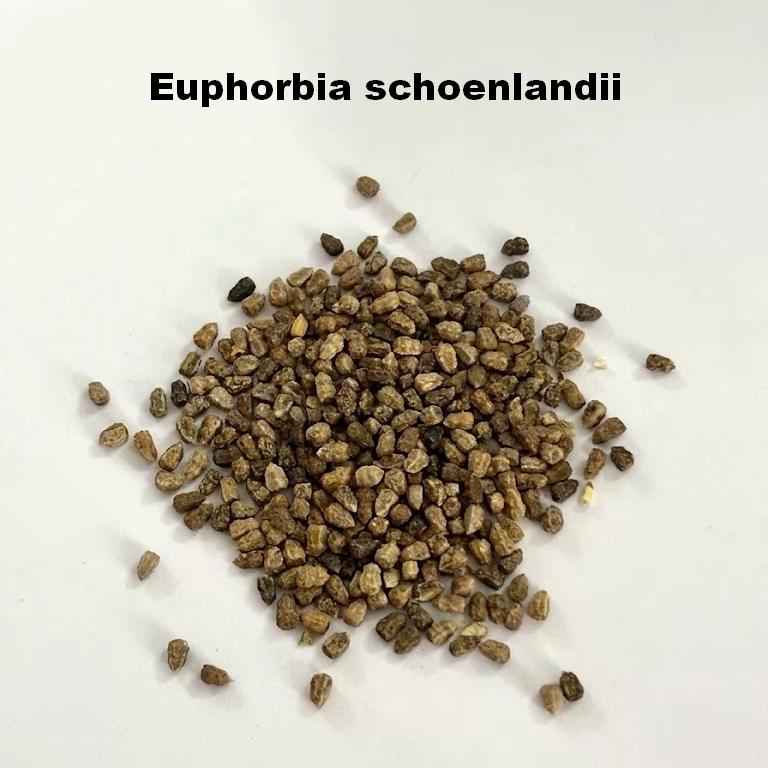 Euphorbia schoenlandii Seeds-image-1