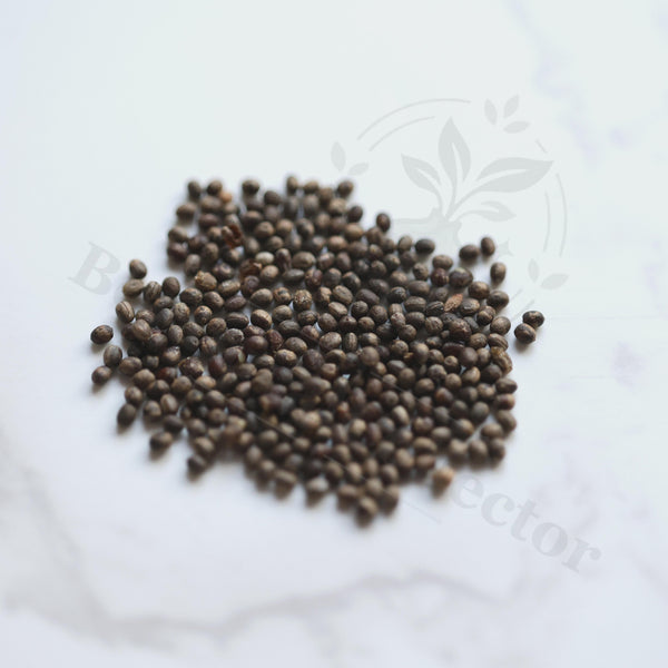 Euphorbia similiramea Seeds — Euphorbia — 2026 seed listing — 1 Seed — image 1: loose seeds displayed on a light background