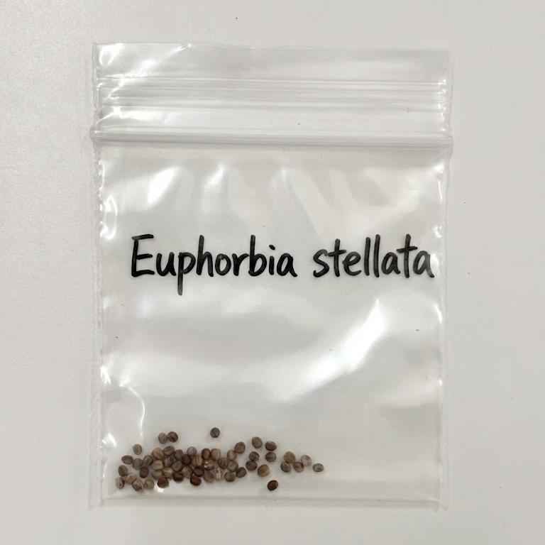 Euphorbia stellata Seeds-image-1
