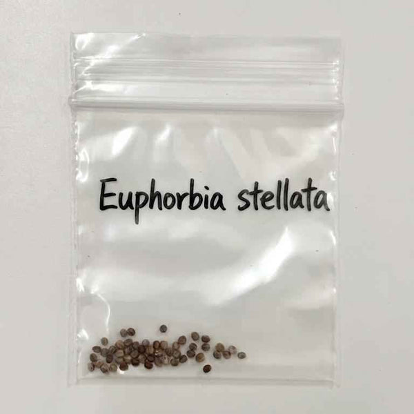 Euphorbia stellata Seeds-image-1