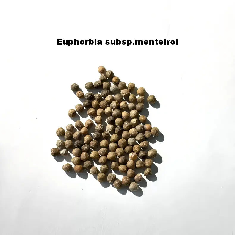 Euphorbia subsp.menteiroi Seeds