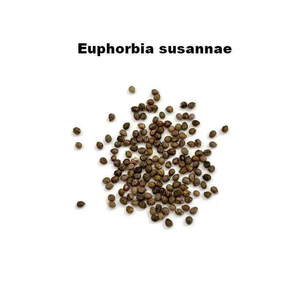 Euphorbia susannae Seeds-image-1