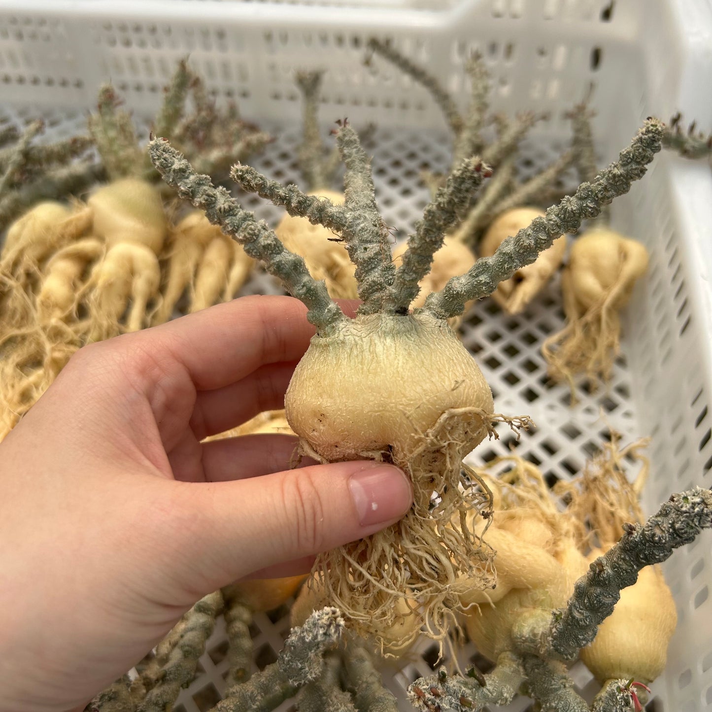 Euphorbia suzannae-marnierae