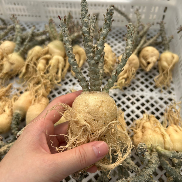 Euphorbia suzannae-marnierae | Seed-grown | Caudex3cm