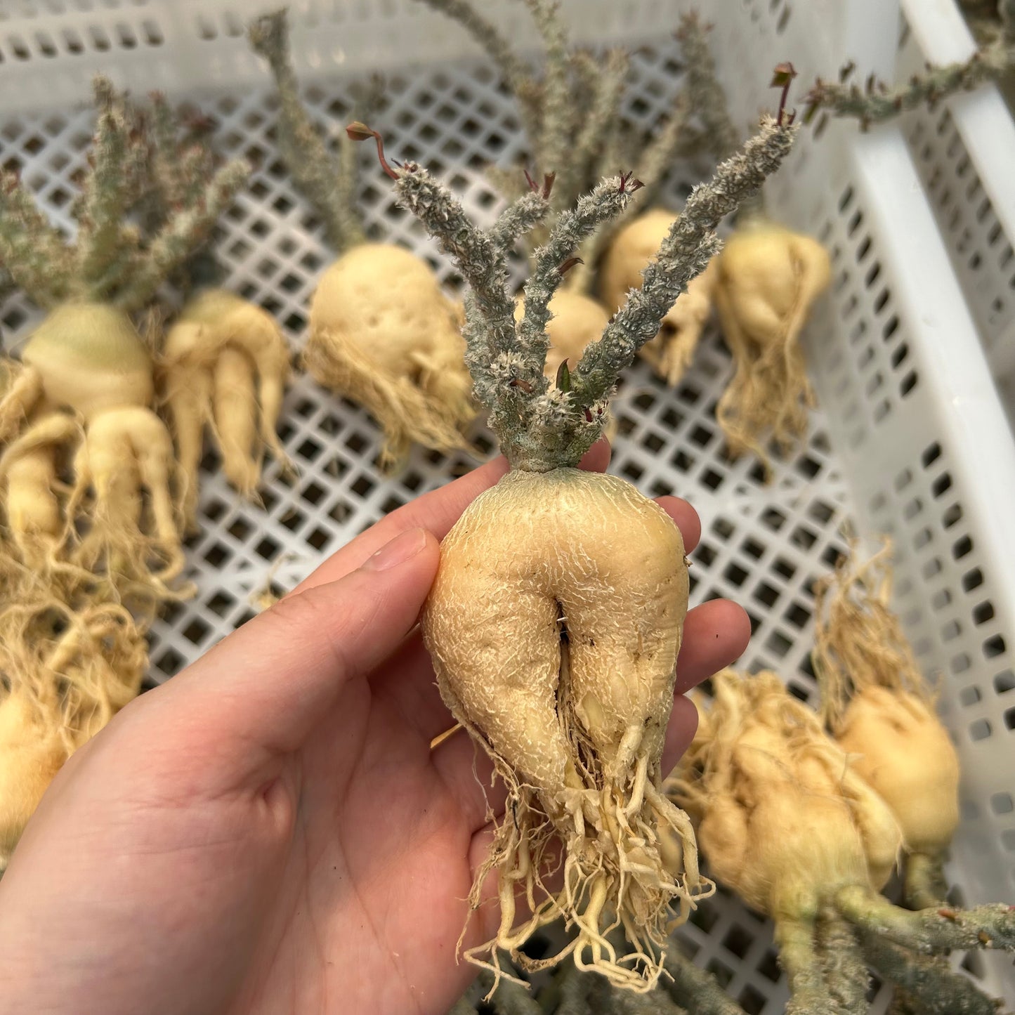 Euphorbia suzannae-marnierae