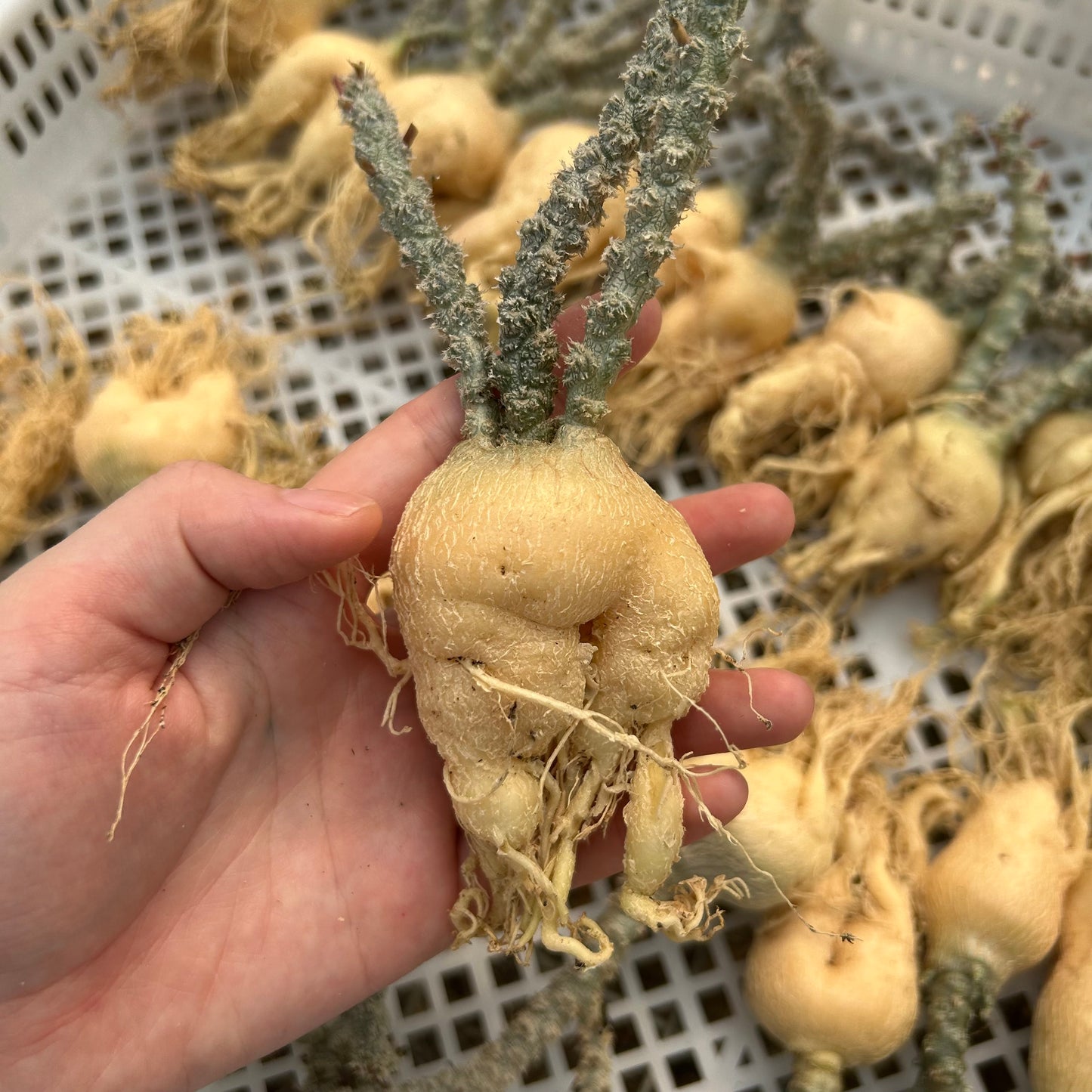 Euphorbia suzannae-marnierae