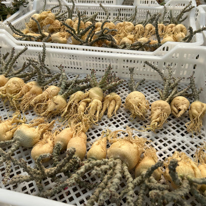 Euphorbia suzannae-marnierae