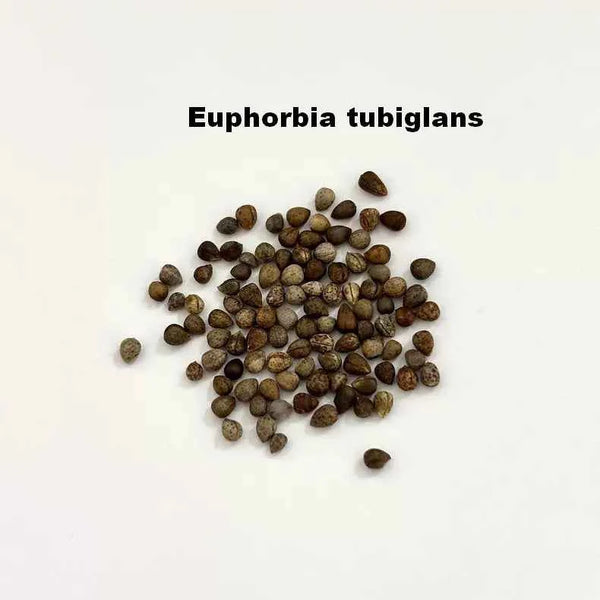 Euphorbia tubiglans Seeds-image-1