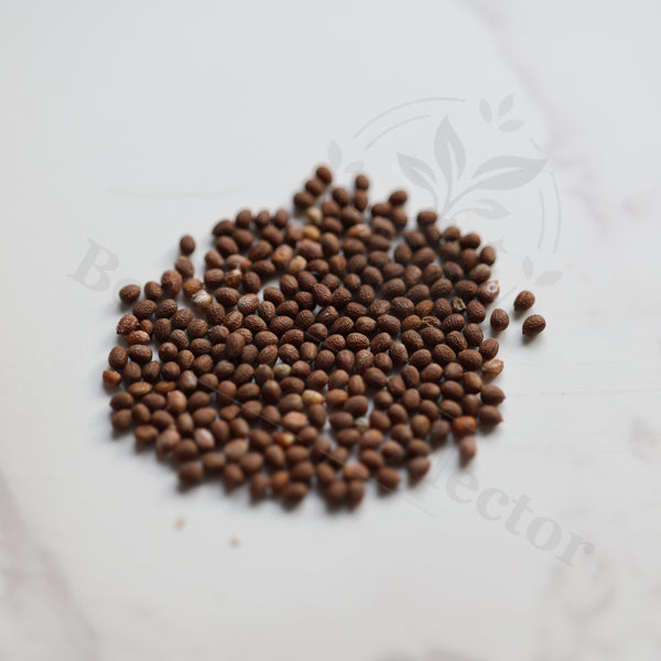 Euphorbia turcata Seeds — Euphorbia — 2026 seed listing — 1 Seed — image 1: loose seeds displayed on a light background