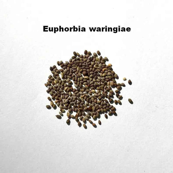 Euphorbia waringiae Seeds-image-1