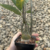 Adenia pechuelii