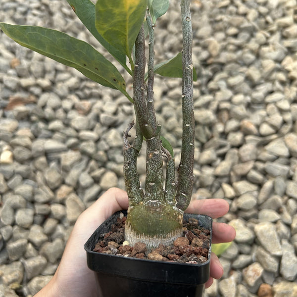 Adenia pechuelii