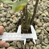 Adenia pechuelii
