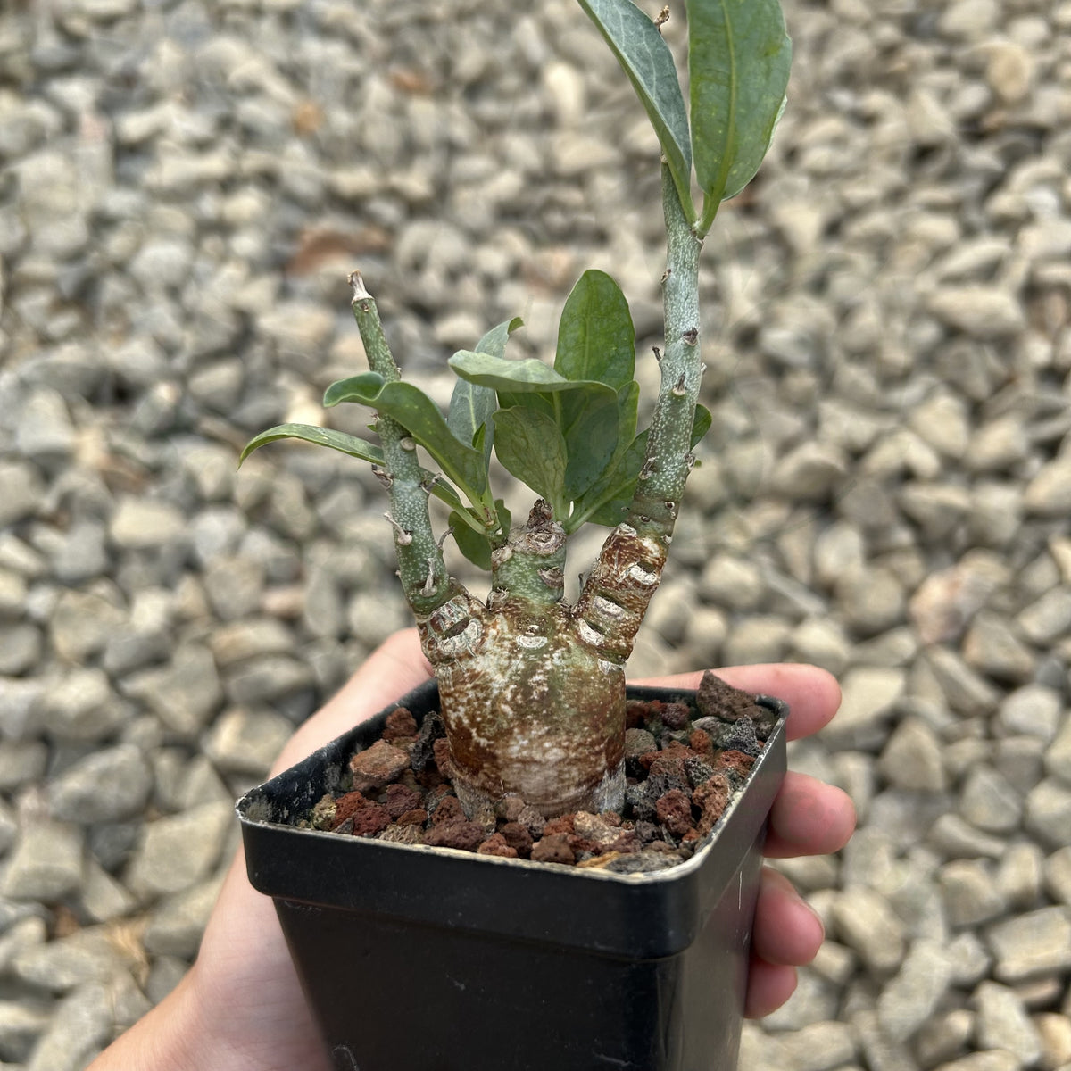 Adenia pechuelii
