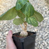 Matelea cyclophylla