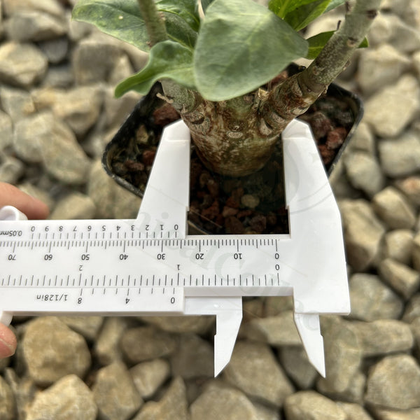 Adenia pechuelii