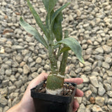 Adenia pechuelii