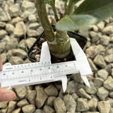 Adenia pechuelii