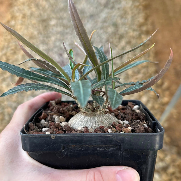 Euphorbia waringiae