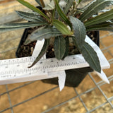 Euphorbia waringiae